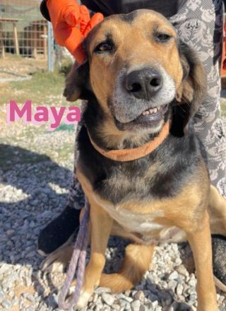 Maya, 07/20 - kinderlieb, stubenrein, verschmust, lieb, verspielt...eine Traumhündin!