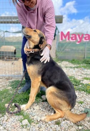 Maya, 07/20 - kinderlieb, stubenrein, verschmust, lieb, verspielt...eine Traumhündin!