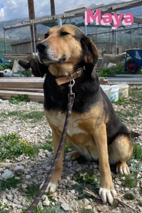 Maya, 07/20 - kinderlieb, stubenrein, verschmust, lieb, verspielt...eine Traumhündin!