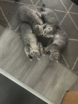 BKH KITTEN ABGABEBEREIT