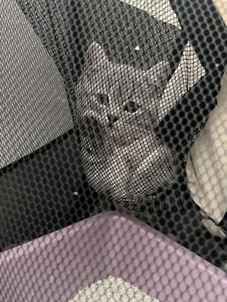 BKH KITTEN ABGABEBEREIT