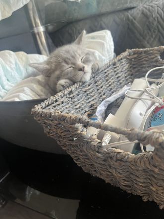 BKH KITTEN ABGABEBEREIT