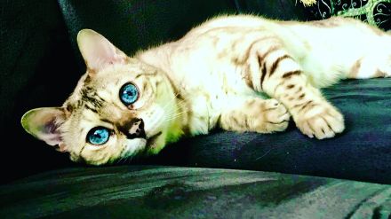 Kuschelige Bengalrentnerin sucht Endplatz