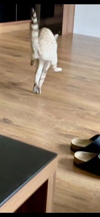 Kuschelige Bengalrentnerin sucht Endplatz