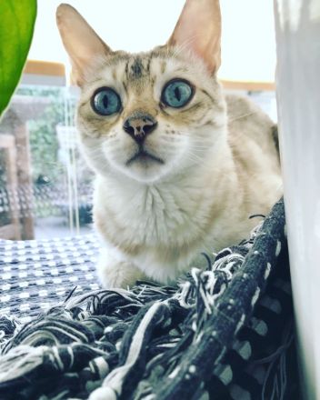 Kuschelige Bengalrentnerin sucht Endplatz