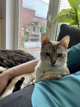 Kuschelige Bengalrentnerin sucht Endplatz