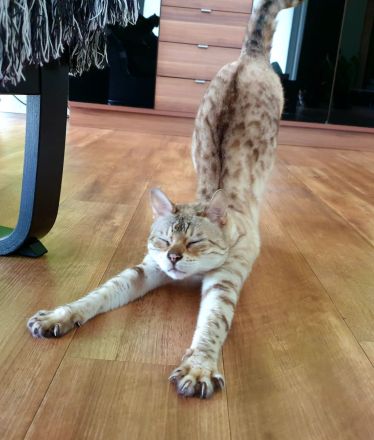 Kuschelige Bengalrentnerin sucht Endplatz