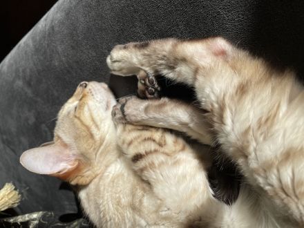 Kuschelige Bengalrentnerin sucht Endplatz