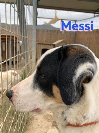 Messi, 01/23 - liebenswerter, sportlicher und verspielter Junghund wartet auf seine Chance