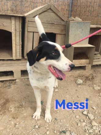 Messi, 01/23 - liebenswerter, sportlicher und verspielter Junghund wartet auf seine Chance