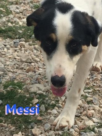 Messi, 01/23 - liebenswerter, sportlicher und verspielter Junghund wartet auf seine Chance