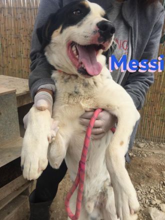 Messi, 01/23 - liebenswerter, sportlicher und verspielter Junghund wartet auf seine Chance