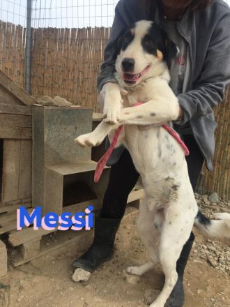 Messi, 01/23 - liebenswerter, sportlicher und verspielter Junghund wartet auf seine Chance