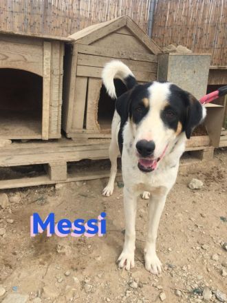 Messi, 01/23 - liebenswerter, sportlicher und verspielter Junghund wartet auf seine Chance