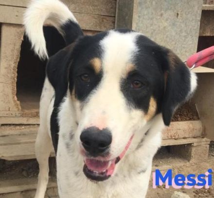 Messi, 01/23 - liebenswerter, sportlicher und verspielter Junghund wartet auf seine Chance