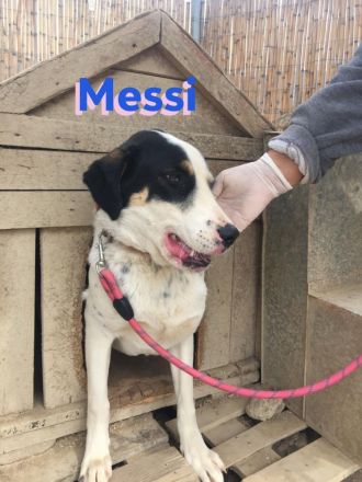 Messi, 01/23 - liebenswerter, sportlicher und verspielter Junghund wartet auf seine Chance