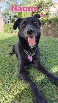 Naomi - liebe soziale Lacknase sucht Familie, gern mit Kinder und Katzen, wartet in 64756 Mossautal