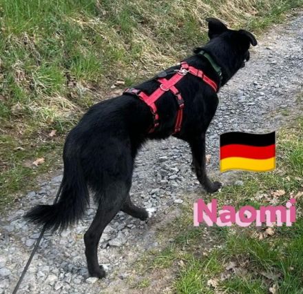Naomi - liebe soziale Lacknase sucht Familie, gern mit Kinder und Katzen, wartet in 64756 Mossautal