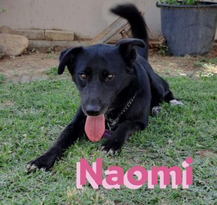 Naomi - liebe soziale Lacknase sucht Familie, gern mit Kinder und Katzen, wartet in 64756 Mossautal