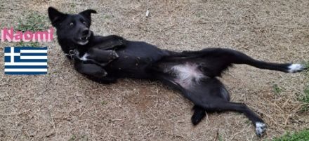 Naomi - liebe soziale Lacknase sucht Familie, gern mit Kinder und Katzen, wartet in 64756 Mossautal