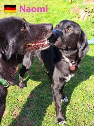 Naomi - liebe soziale Lacknase sucht Familie, gern mit Kinder und Katzen, wartet in 64756 Mossautal