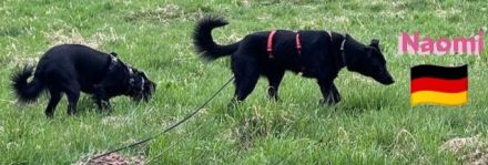 Naomi - liebe soziale Lacknase sucht Familie, gern mit Kinder und Katzen, wartet in 64756 Mossautal