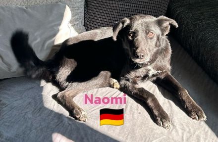 Naomi - liebe soziale Lacknase sucht Familie, gern mit Kinder und Katzen, wartet in 64756 Mossautal