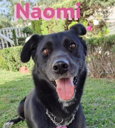 Naomi - liebe soziale Lacknase sucht Familie, gern mit Kinder und Katzen, wartet in 64756 Mossautal