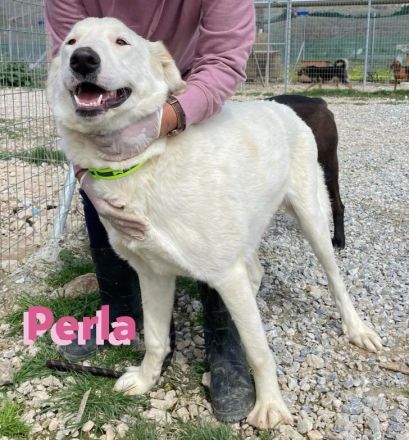 Perla, 05/22  – schneeweiße, schlaue Hündin mit sanftmütigem Charakter sucht ihr Körbchen