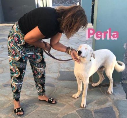 Perla, 05/22  – schneeweiße, schlaue Hündin mit sanftmütigem Charakter sucht ihr Körbchen