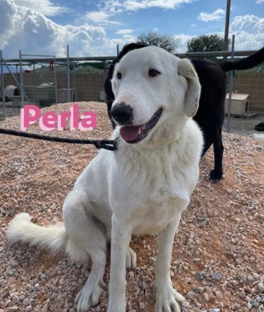 Perla, 05/22  – schneeweiße, schlaue Hündin mit sanftmütigem Charakter sucht ihr Körbchen