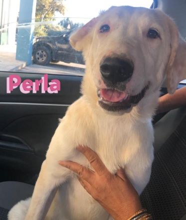 Perla, 05/22  – schneeweiße, schlaue Hündin mit sanftmütigem Charakter sucht ihr Körbchen