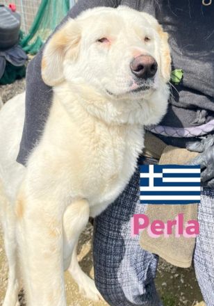 Perla, 05/22  – schneeweiße, schlaue Hündin mit sanftmütigem Charakter sucht ihr Körbchen