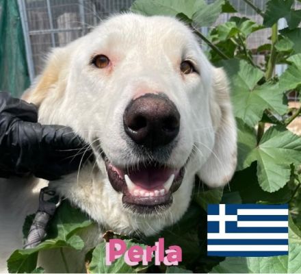 Perla, 05/22  – schneeweiße, schlaue Hündin mit sanftmütigem Charakter sucht ihr Körbchen