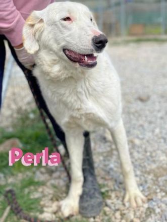 Perla, 05/22  – schneeweiße, schlaue Hündin mit sanftmütigem Charakter sucht ihr Körbchen