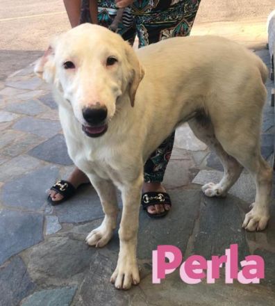 Perla, 05/22  – schneeweiße, schlaue Hündin mit sanftmütigem Charakter sucht ihr Körbchen