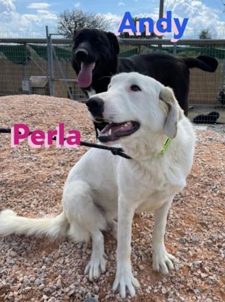 Perla, 05/22  – schneeweiße, schlaue Hündin mit sanftmütigem Charakter sucht ihr Körbchen