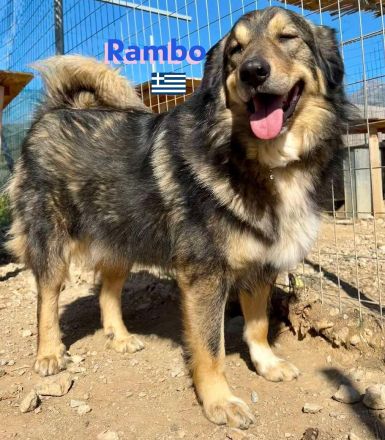 Rambo, 10/22 - kuscheliger als sein Name vermuten lässt, schlauer als im Film