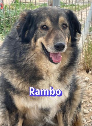 Rambo, 10/22 - kuscheliger als sein Name vermuten lässt, schlauer als im Film