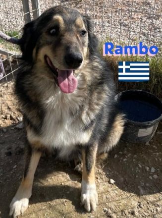 Rambo, 10/22 - kuscheliger als sein Name vermuten lässt, schlauer als im Film