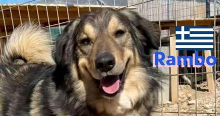 Rambo, 10/22 - kuscheliger als sein Name vermuten lässt, schlauer als im Film