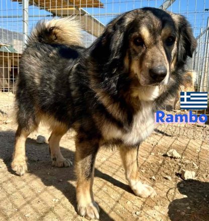 Rambo, 10/22 - kuscheliger als sein Name vermuten lässt, schlauer als im Film