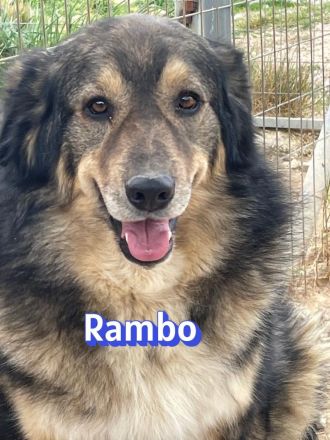 Rambo, 10/22 - kuscheliger als sein Name vermuten lässt, schlauer als im Film