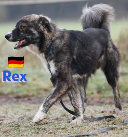 Rex 03/24 - liebevoller, sportlicher und schlauer Junghund mit Potenzial