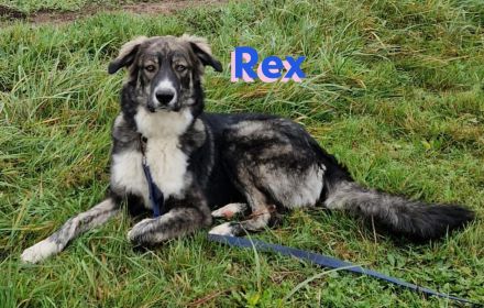 Rex 03/24 - liebevoller, sportlicher und schlauer Junghund mit Potenzial