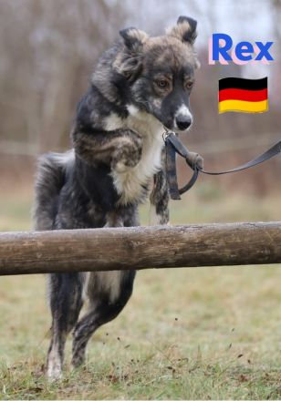 Rex 03/24 - liebevoller, sportlicher und schlauer Junghund mit Potenzial