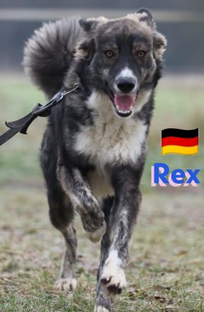 Rex 03/24 - liebevoller, sportlicher und schlauer Junghund mit Potenzial