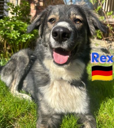 Rex 03/24 - liebevoller, sportlicher und schlauer Junghund mit Potenzial
