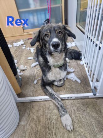 Rex 03/24 - liebevoller, sportlicher und schlauer Junghund mit Potenzial