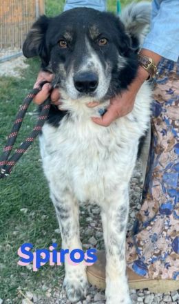 Spiros, 01/23 - freundlich, lernwillig, verschmust...sucht